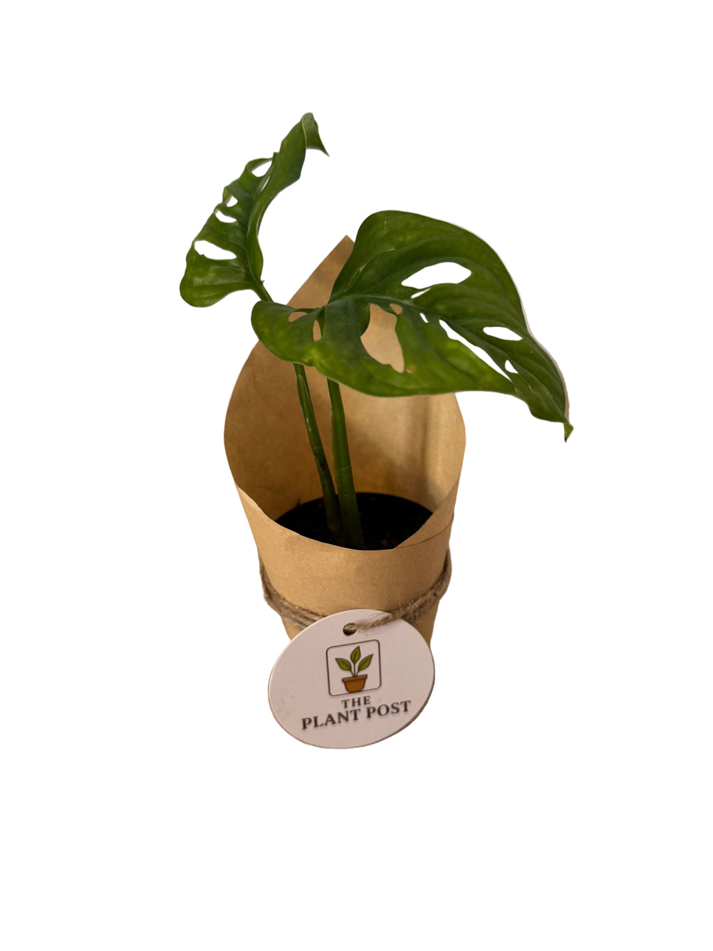 Baby Houseplant Bundle