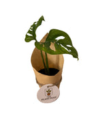 Baby Houseplant Bundle