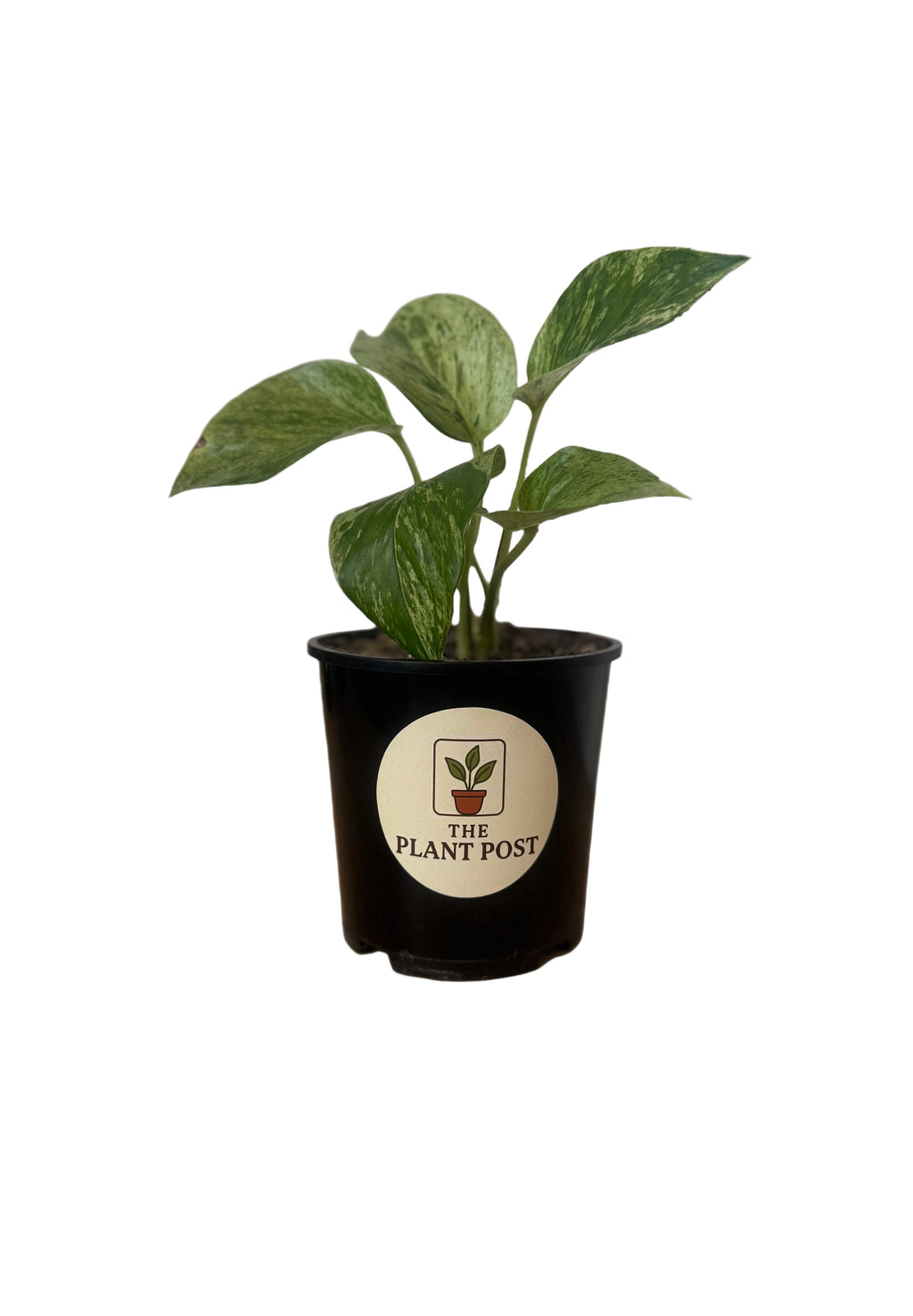 Marble Queen Pothos 10cm