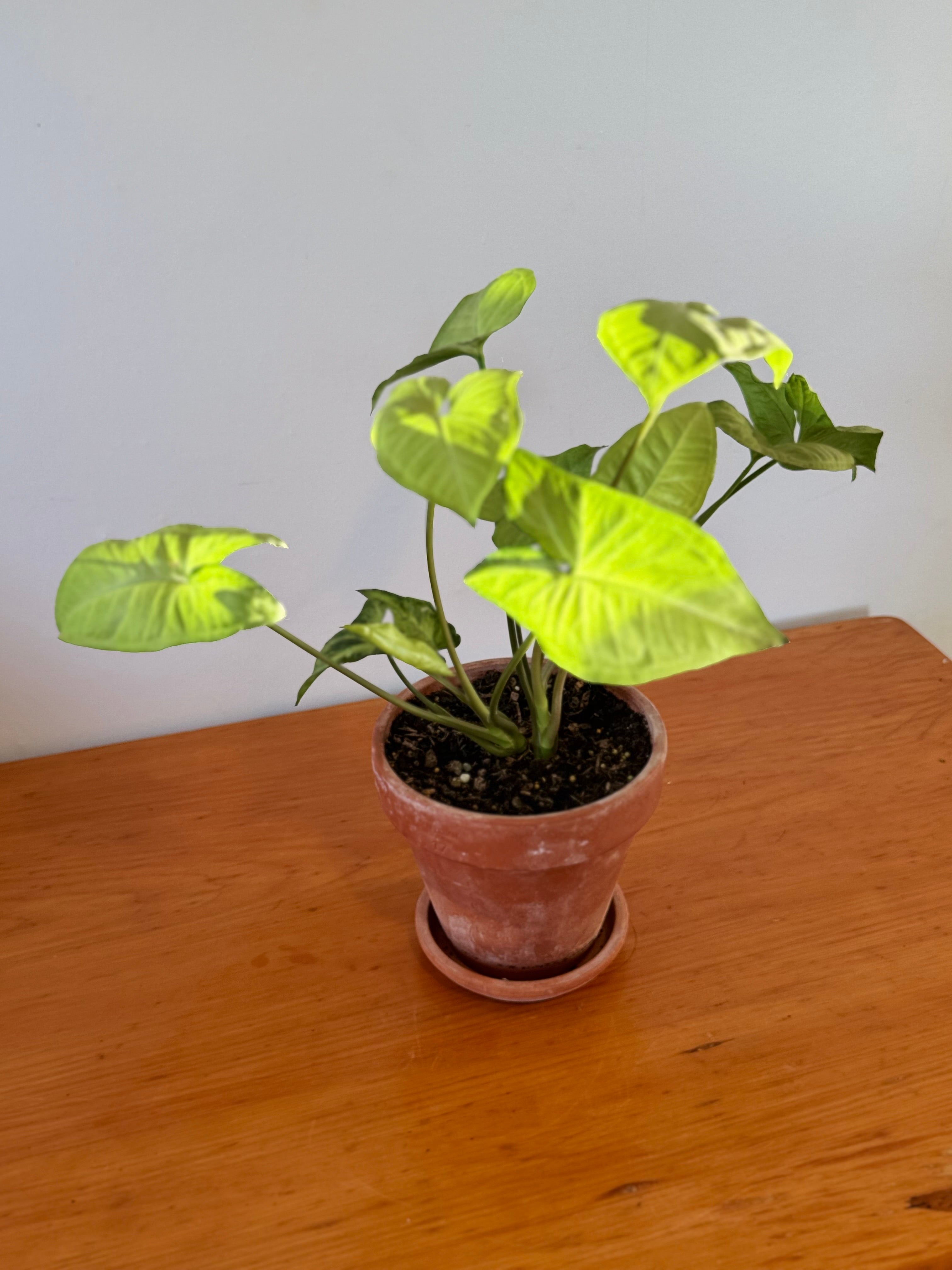 Syngonium White Butterfly 17cm (Aged Terracotta)