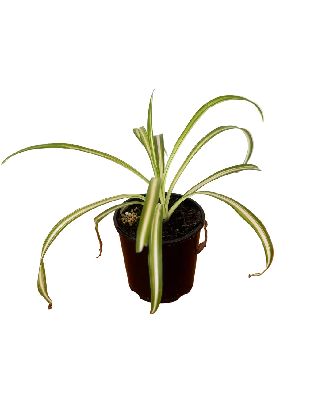 Spider Plant 10cm