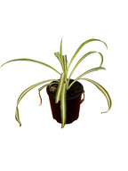 Spider Plant 10cm