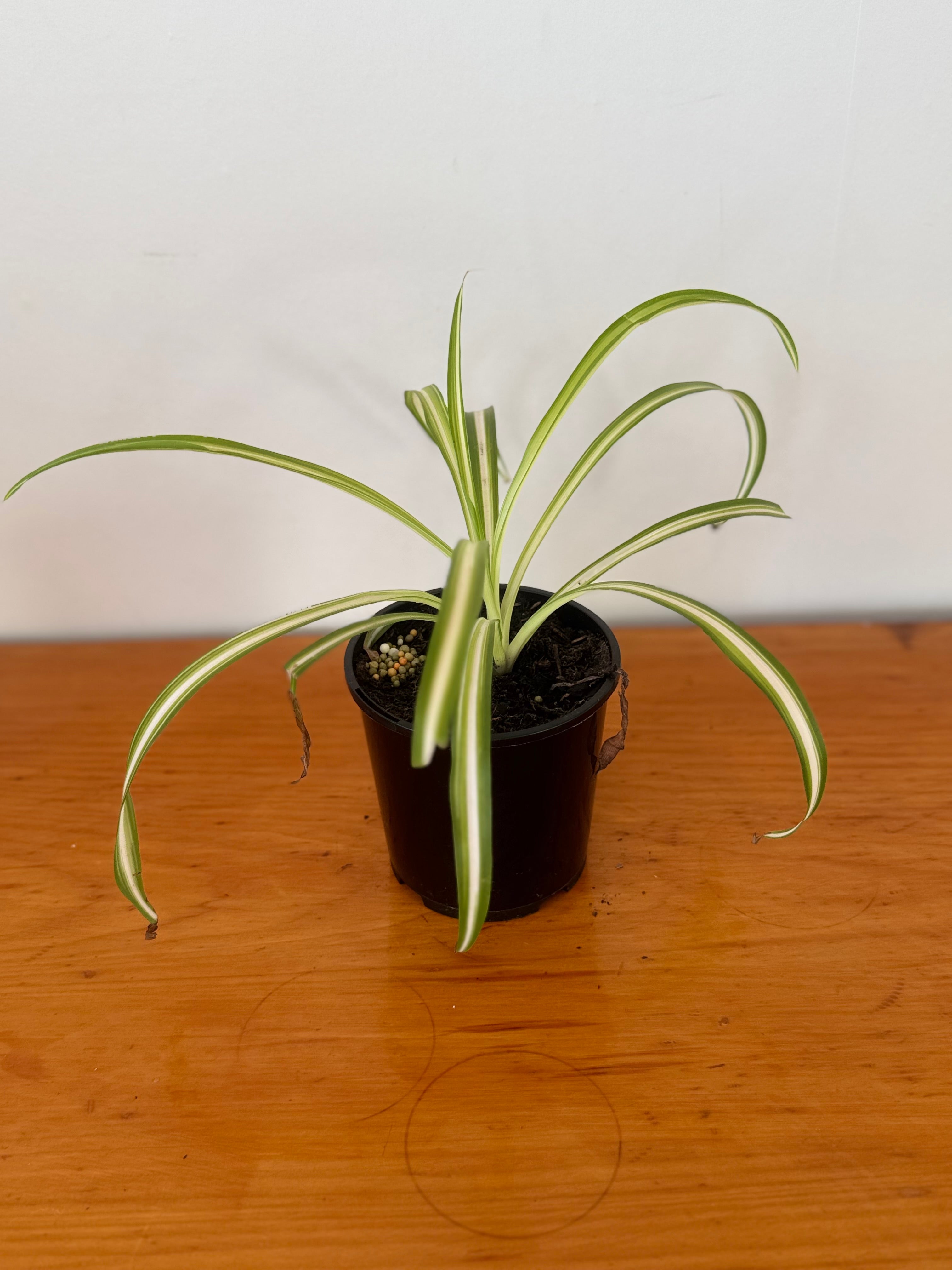 Spider Plant 10cm