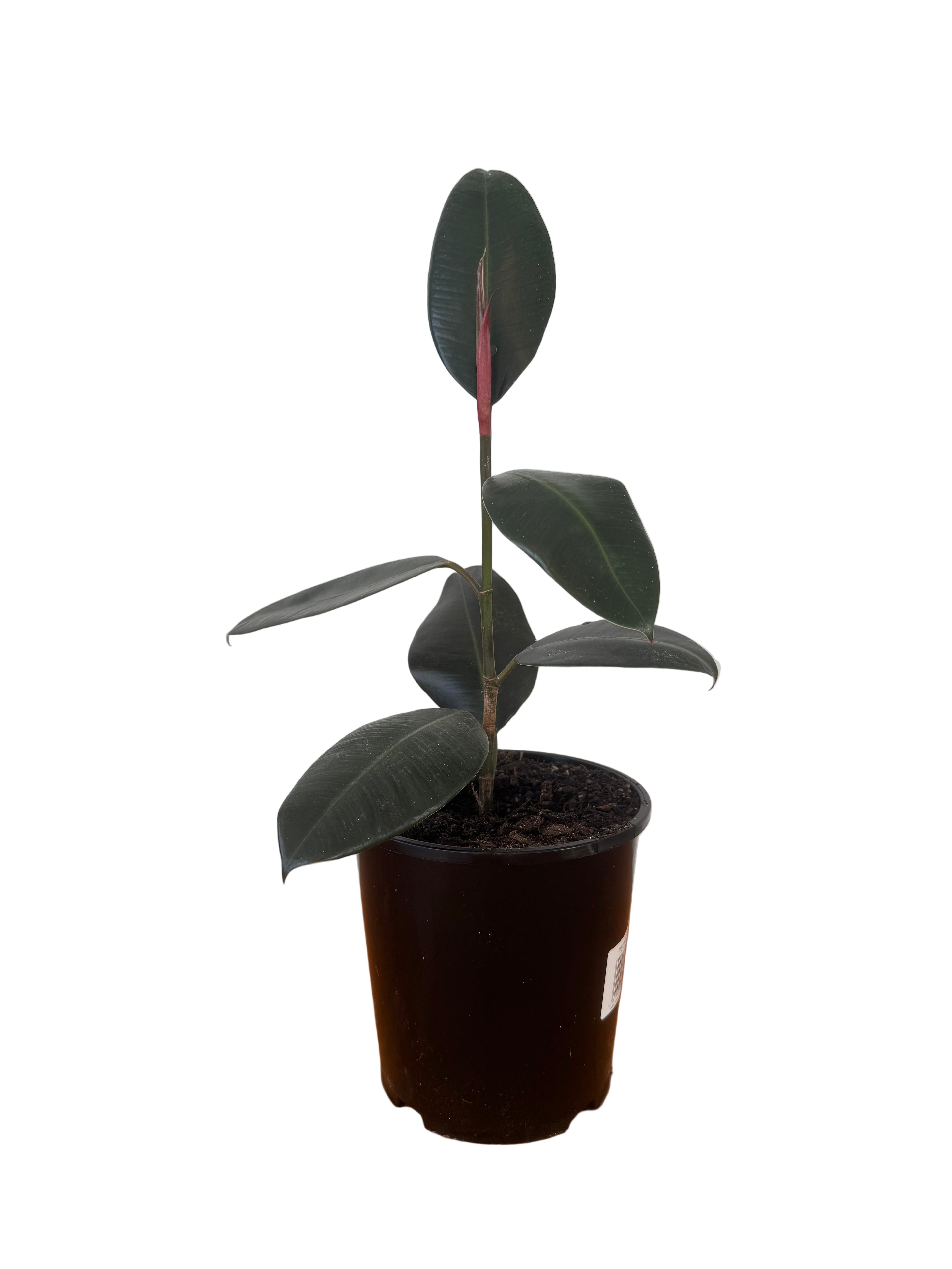 rubber tree black knight Ficus Black Knight 15cm – The Plant Post