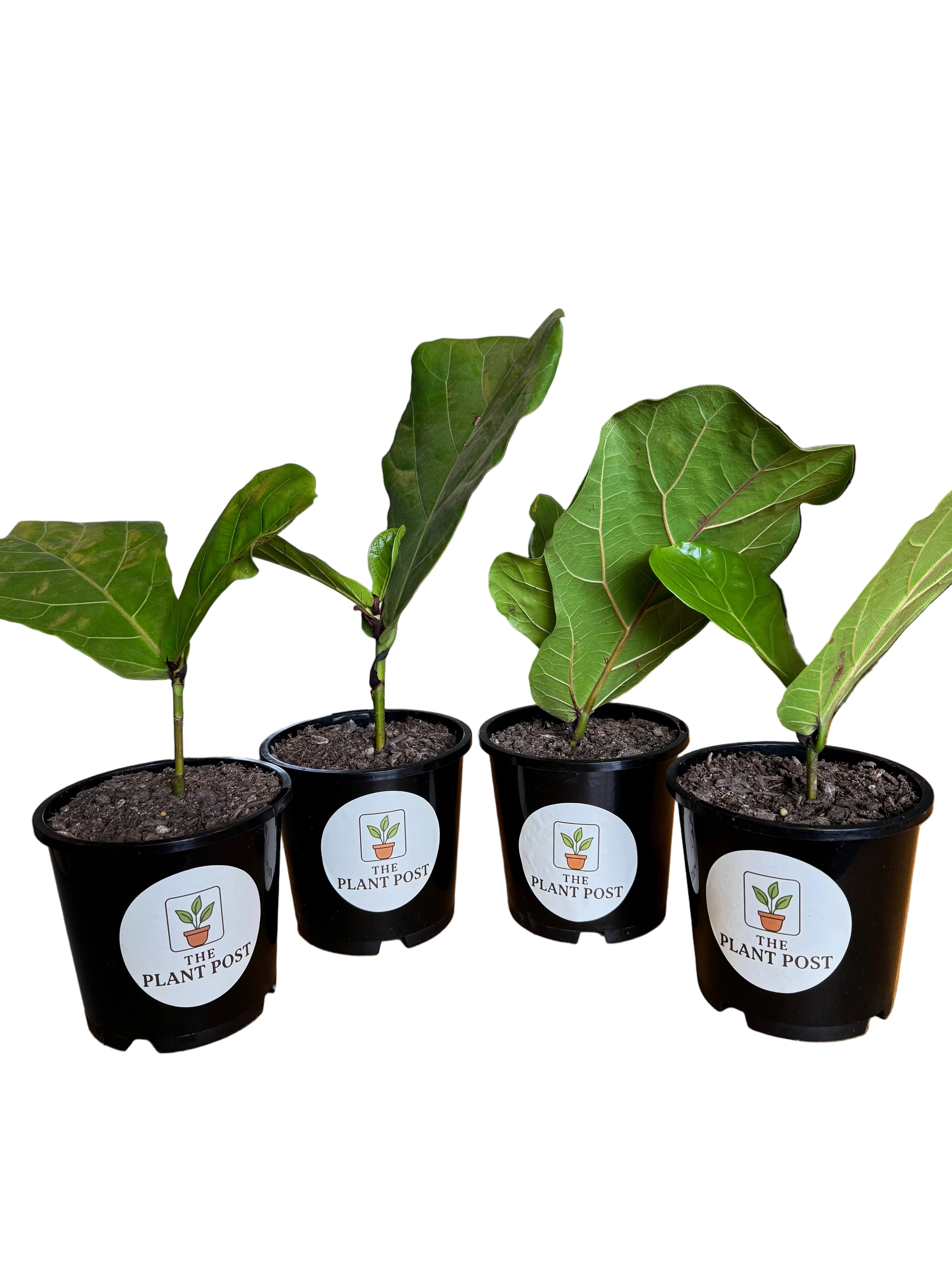 Fiddle Leaf Fig 14cm