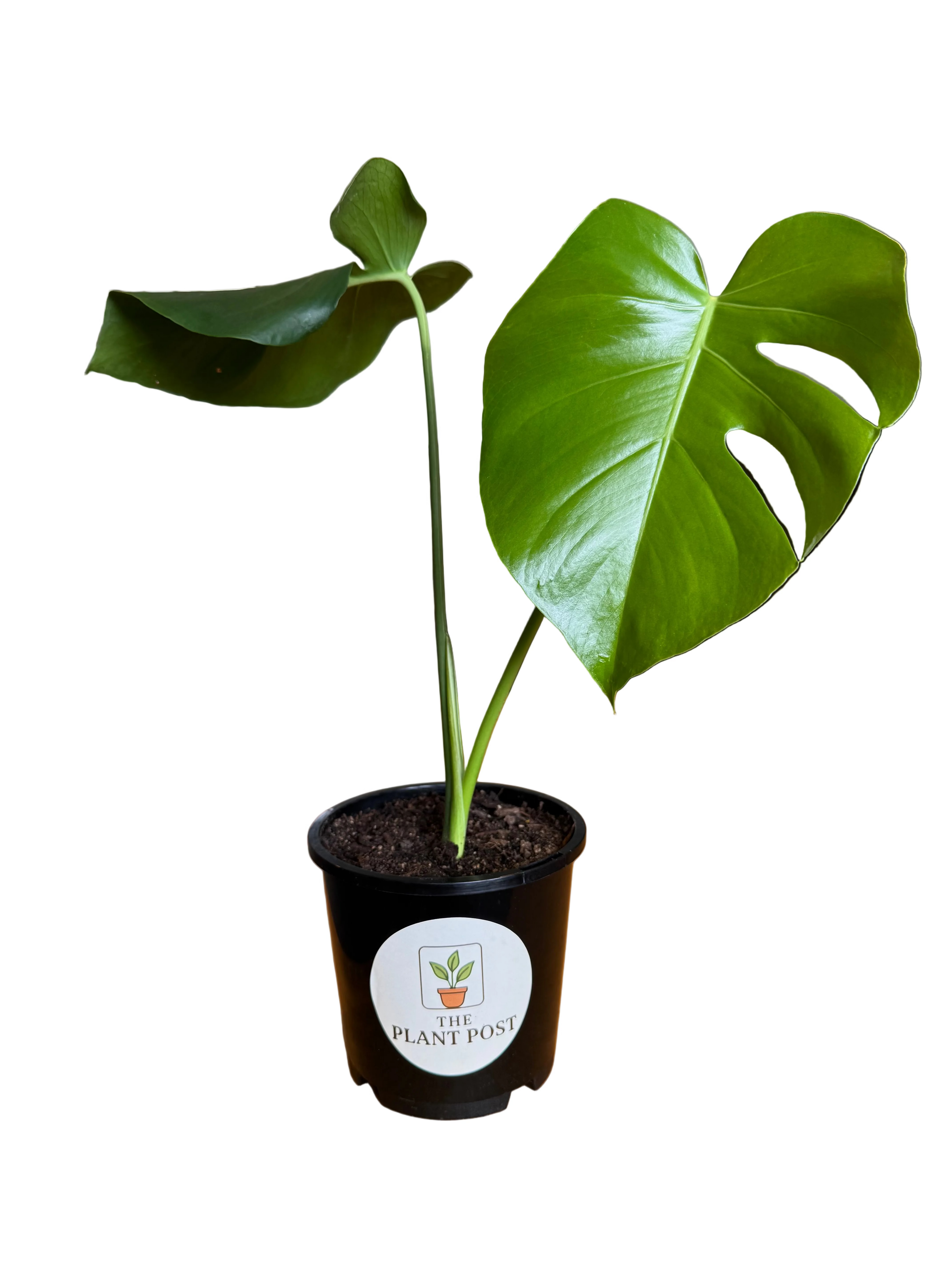 Monstera Deliciosa 14cm